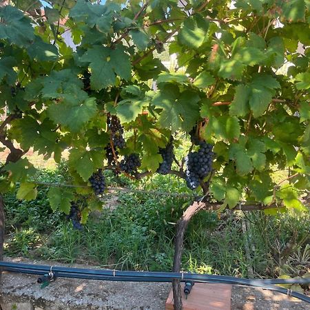 Gorica Hill Apartment Podgorica Zewnętrze zdjęcie
